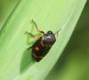 Cercopis intermedia